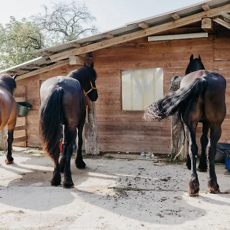 Andis Reiterstueberl, Rainweg 1 , 9311 Ueberfeld *