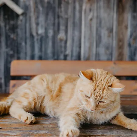 Andis Reiterstueberl, Rainweg 1 , 9311 Ueberfeld Daire *