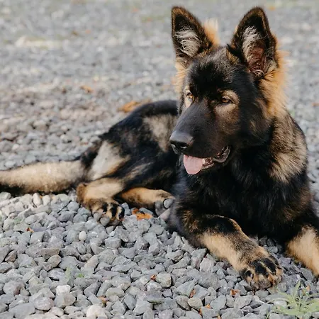 Andis Reiterstueberl, Rainweg 1 , 9311 Ueberfeld Daire