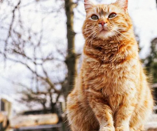 Andis Reiterstueberl, Rainweg 1 , 9311 Ueberfeld Sankt Veit an der Glan