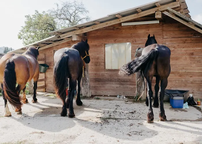 Andis Reiterstueberl, Rainweg 1 , 9311 Ueberfeld *