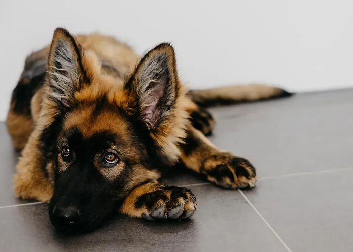 Andis Reiterstueberl, Rainweg 1 , 9311 Ueberfeld Sankt Veit an der Glan