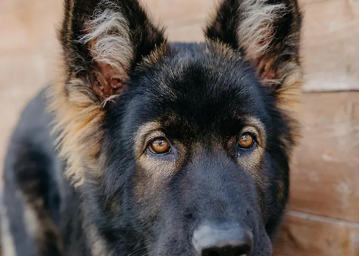 Andis Reiterstueberl, Rainweg 1 , 9311 Ueberfeld