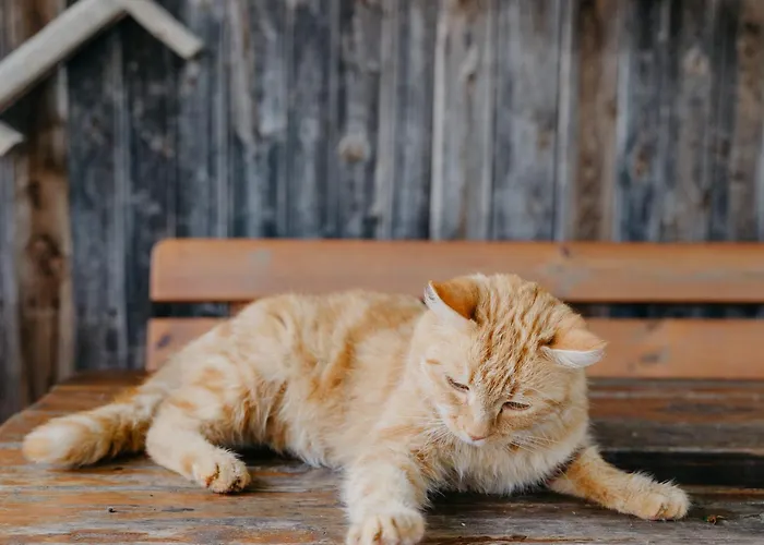 Andis Reiterstueberl, Rainweg 1 , 9311 Ueberfeld דירה *