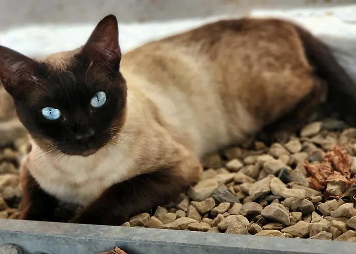 Andis Reiterstueberl, Rainweg 1 , 9311 Ueberfeld Daire Sankt Veit an der Glan