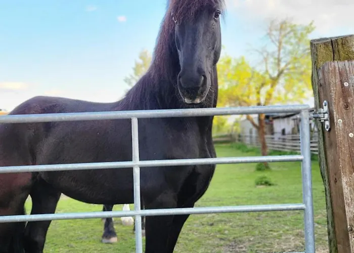 Andis Reiterstueberl, Rainweg 1 , 9311 Ueberfeld *