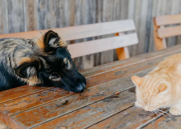 Andis Reiterstueberl, Rainweg 1 , 9311 Ueberfeld * סנט ויט אן דר גלאן